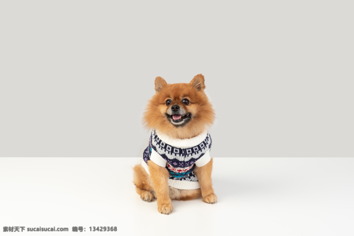 可爱的博美狗 毛衣 可爱 宠物 狗 博美犬 生物世界 家禽家畜