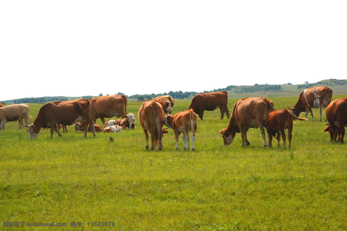 吃草的牛 吃草 草地 绿草 绿草地 青草 青草地 牛 动物 生物世界 动物世界 家禽家畜
