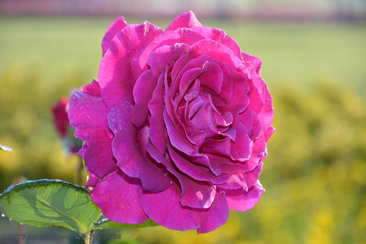 唯美 玫瑰花 写真 玫瑰 唯美玫瑰 玫瑰花朵 唯美花朵 鲜花 花朵 花卉 花瓣 花枝 植物 生物世界 花草