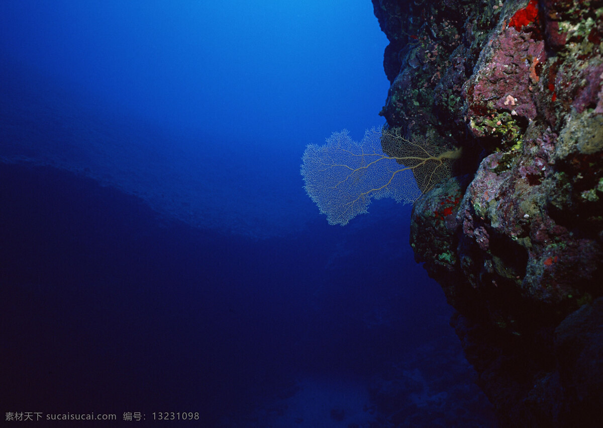 海底 海底世界 海水 海洋 海洋生物 海藻 潜水 珊瑚 奇妙 世界 自然风景 自然风光 自然景观 各种鱼类 摄影图库 生物世界