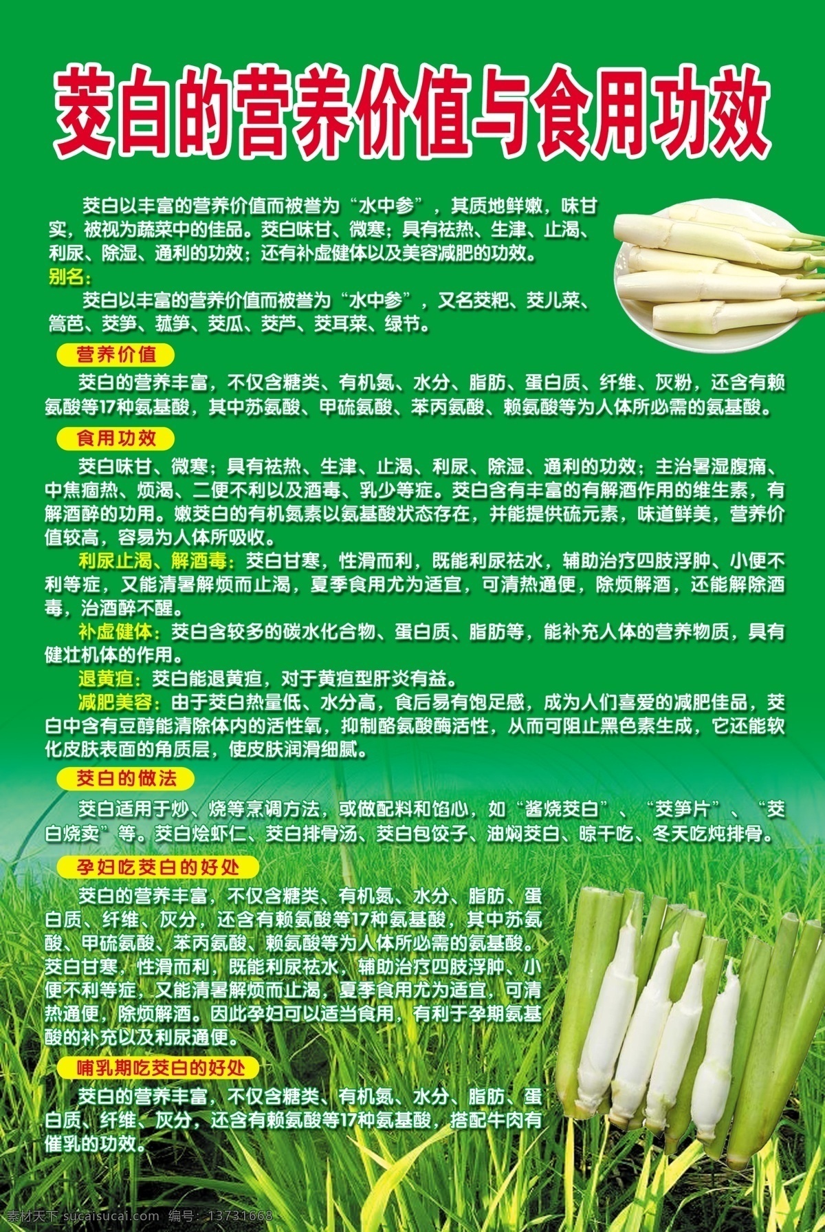 茭白 营养 价值 食用 功效 茭白的营养 茭白简介 茭白作用 茭白食用功效 茭白图片 茭白蔬菜