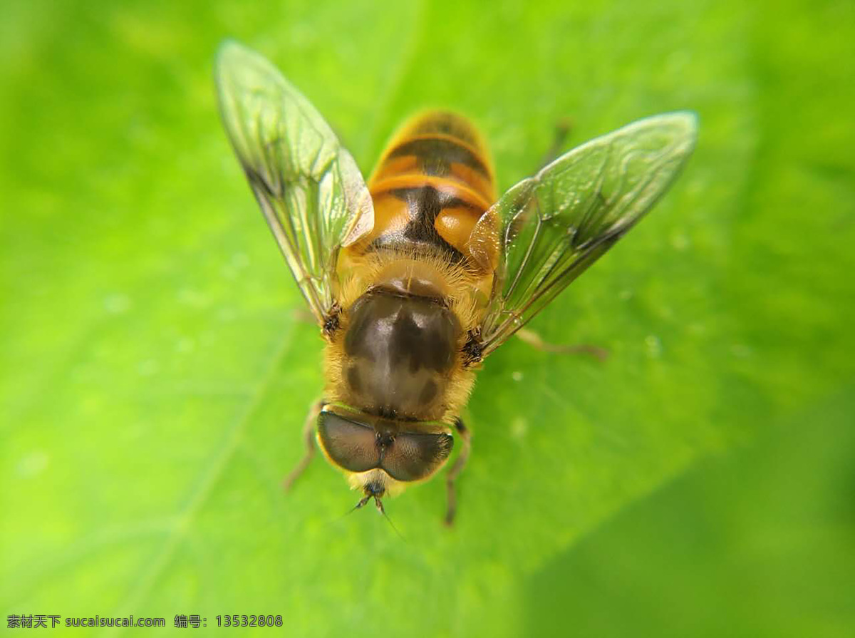 蜜蜂图片 蜜蜂 花卉 花草 花虫 昆虫 黄蜂 花粉 传粉 土蜂蜜 养蜂场取蜜蜂 蜜蜂采蜜 蜜蜂高清图片 蜜蜂微距图片 高清蜜蜂微距 微距摄影 蜜蜂微距高清 花朵上的蜜蜂 正在采蜜蜜蜂 生物世界