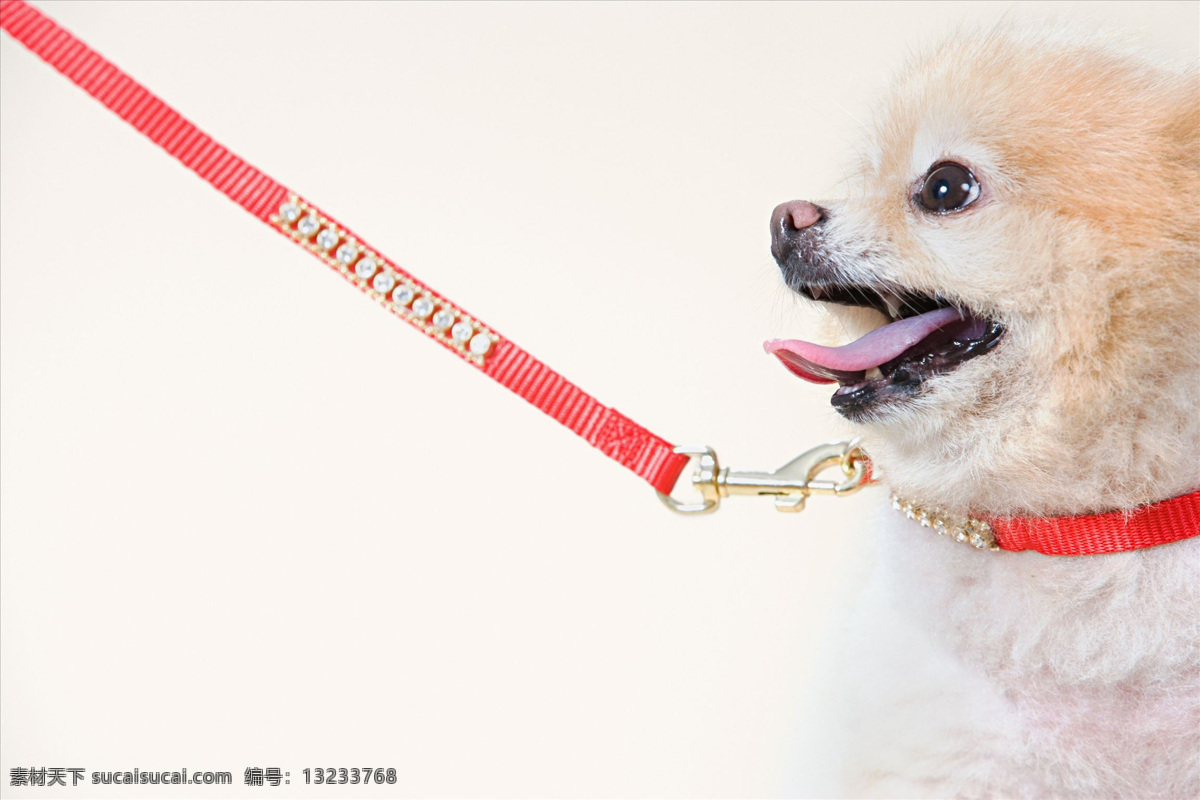 博美狗 拴狗绳 博美犬 宠物 动物 狗 家犬 可爱 牵狗绳 绒毛状 宠物狗 家禽家畜 生物世界