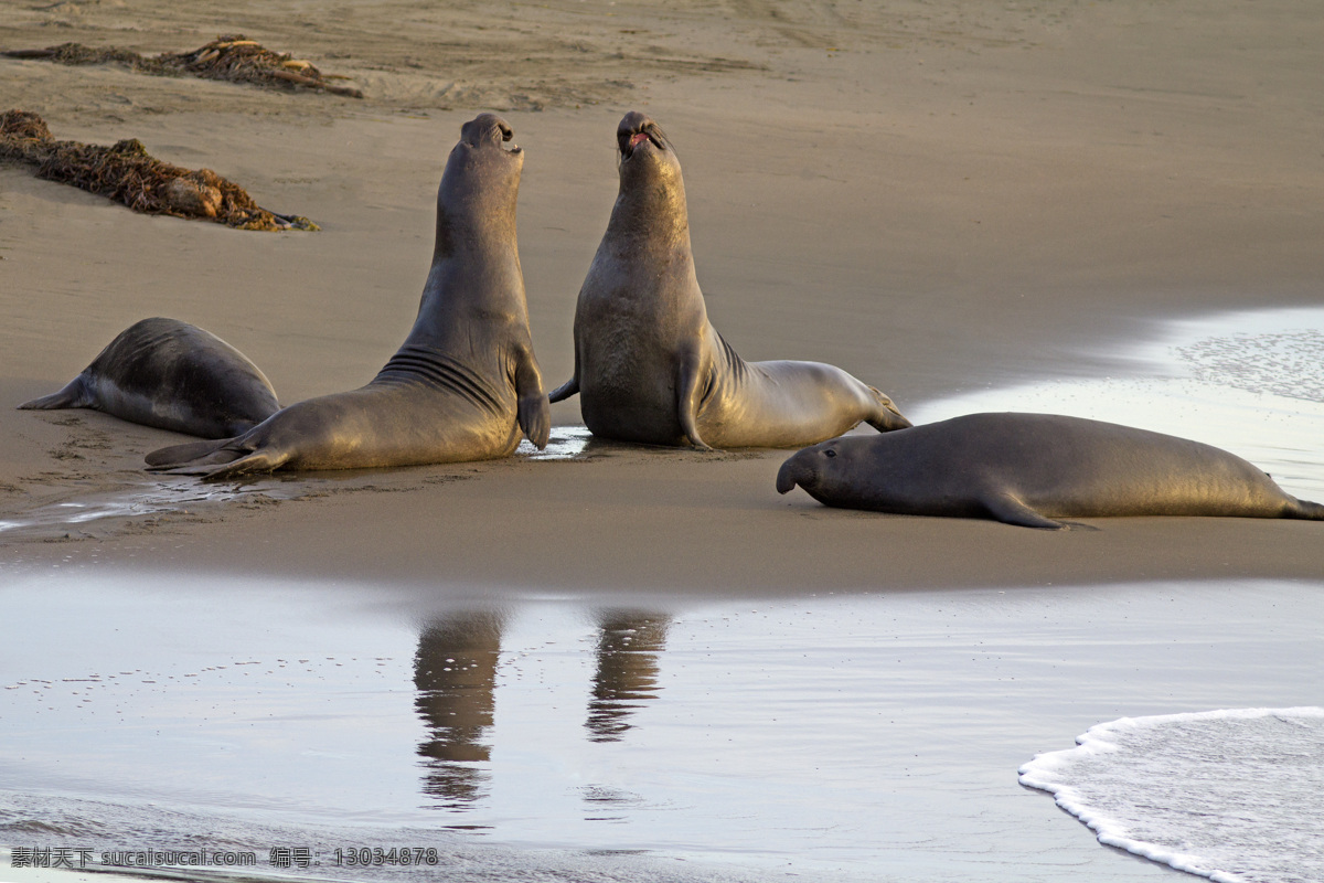 海豹决斗 海豹 争雄 海洋生物 哺乳动物 争夺地盘 求偶 战斗 沙滩 海滩 嬉戏 野生动物 生物世界