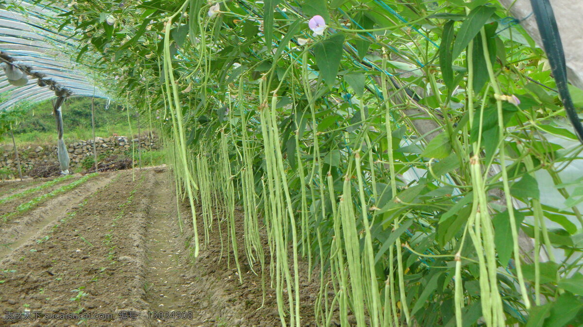 豆角 豆类 绿色 蔬菜 生物世界