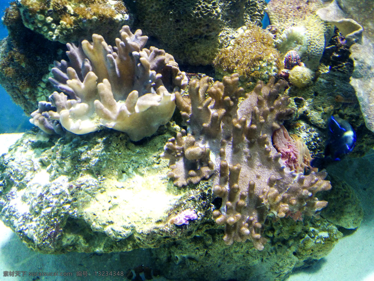 海洋生物 水族馆 海洋馆 鱼 生物 海底 水草 鱼群 海底世界 珊瑚 珊瑚礁 生物世界