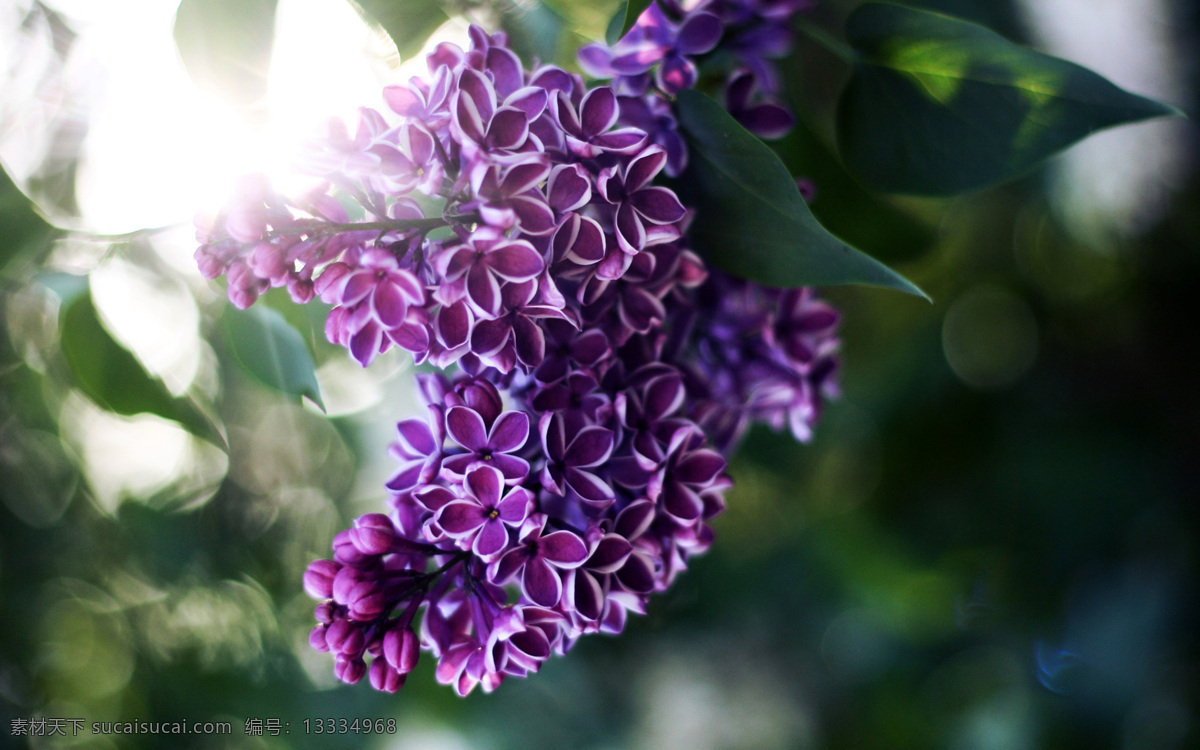 紫色花朵 高清摄影 高清图 高清图片 花 花瓣 花草 花朵 花儿 花卉 花卉摄影 紫色 浪漫 紫花 自然 植物 植物花草 自然背景 植物背景 生物世界