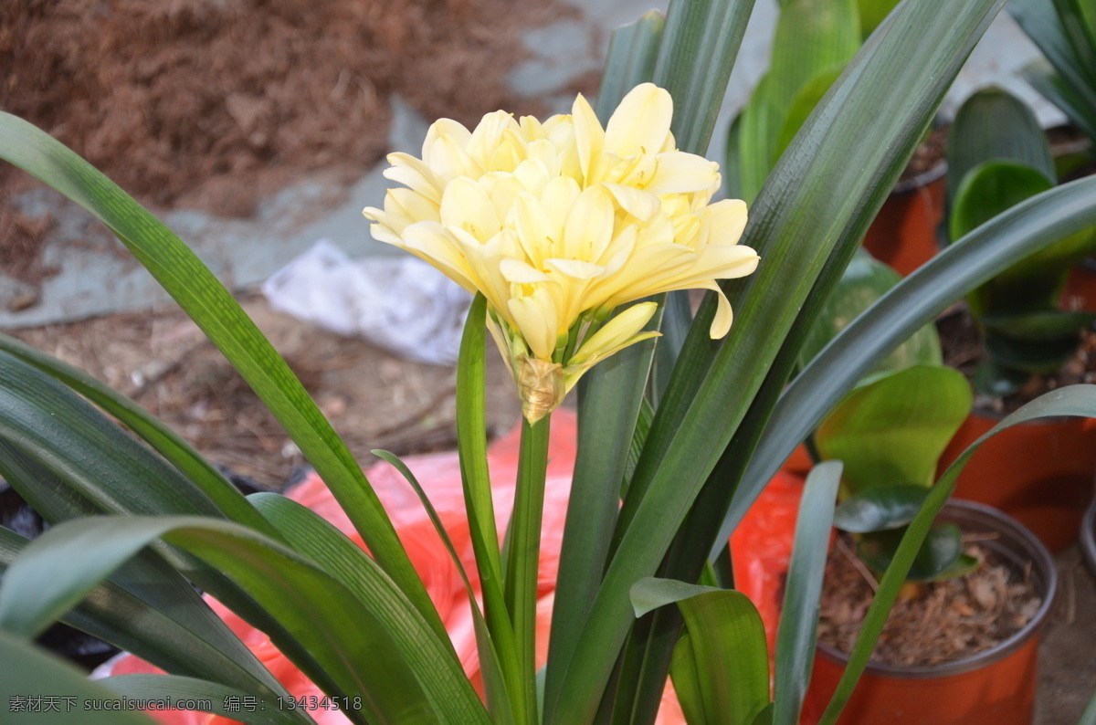 君子兰 花卉 大花君子兰 伞状花序 生葶顶 漏斗形 淡黄色 花卉系列 花草 生物世界