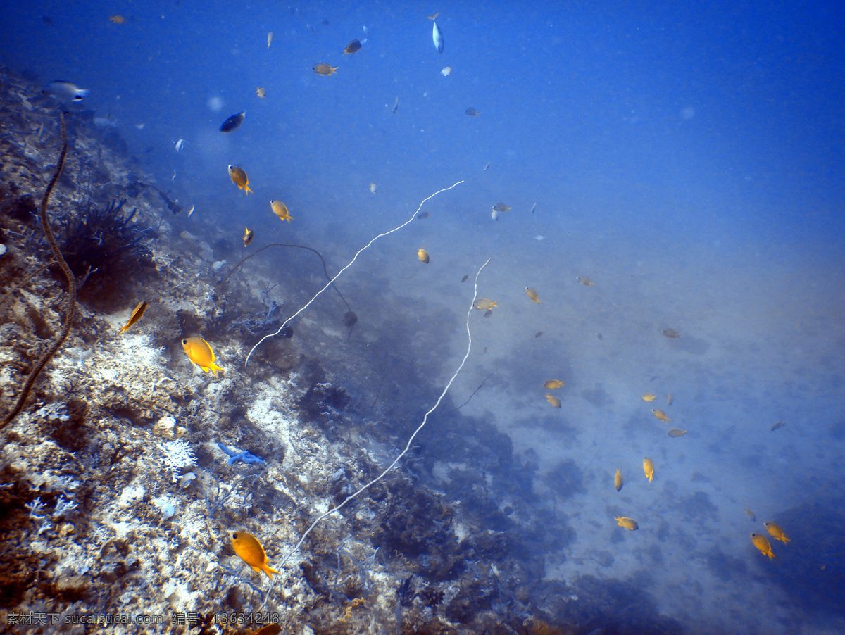 海底潜水世界 海底 生物 海草 海边 沙滩 旅行 原图 无人 高清 蓝色 黄色 黑色 透明 潜水 鱼群 自然景观 山水风景