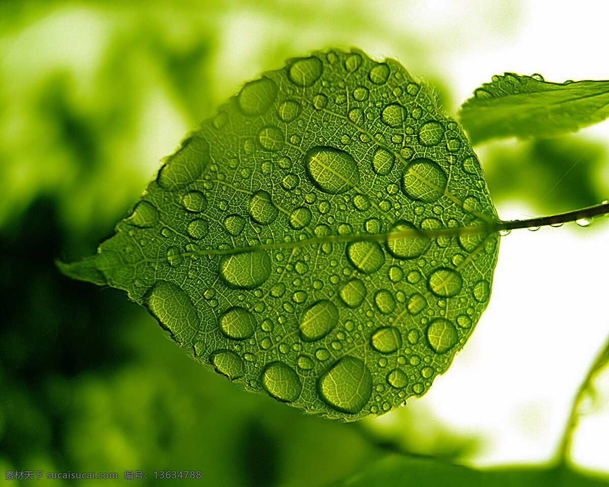 绿叶 水滴 唯美 时刻 绿色 露珠 水珠 露水 树叶 风景 生物世界 树木树叶
