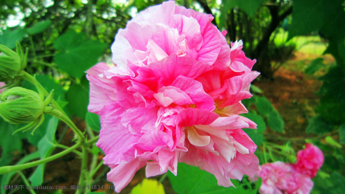 芙蓉花 粉红花 黄色花心 花蕾 绿叶 花草 生物世界