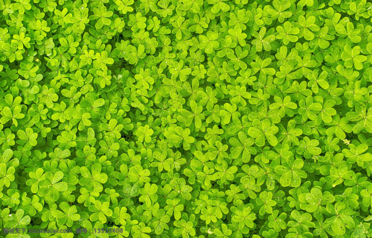 三叶草 绿叶 树叶 叶子 绿植 植物 生机勃勃 花草 生物世界