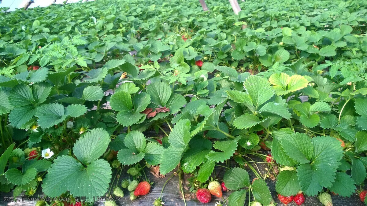 绿油油 草莓 新鲜的草莓 诱人的草莓 红色的草莓 诱人 新鲜 水果 大棚草莓 生物世界