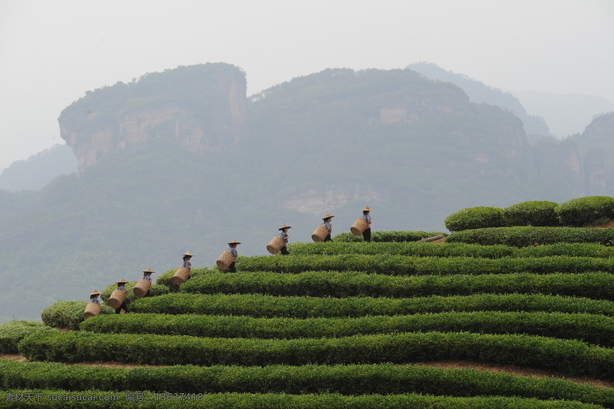 茶山 茶 茶叶 茶苗 茶林 绿茶 新茶 春茶 早茶 茶树 茶农 茶民 田园风光 自然景观