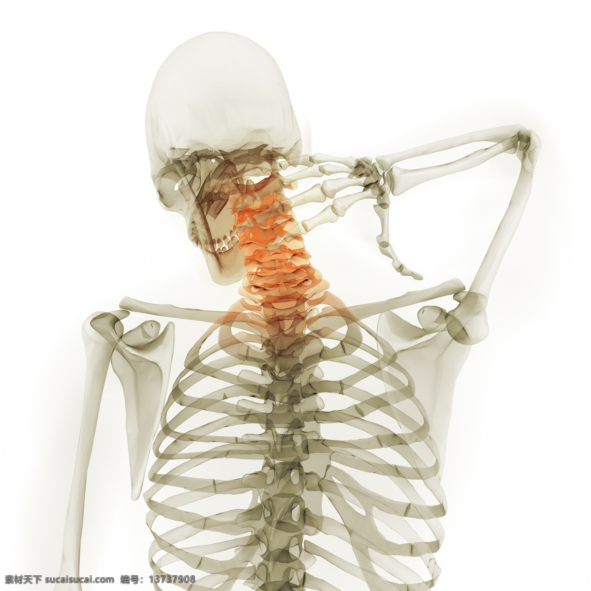 人体 脊椎 x 光 图像 透视图 x光 医疗主题 医疗护理 现代科技