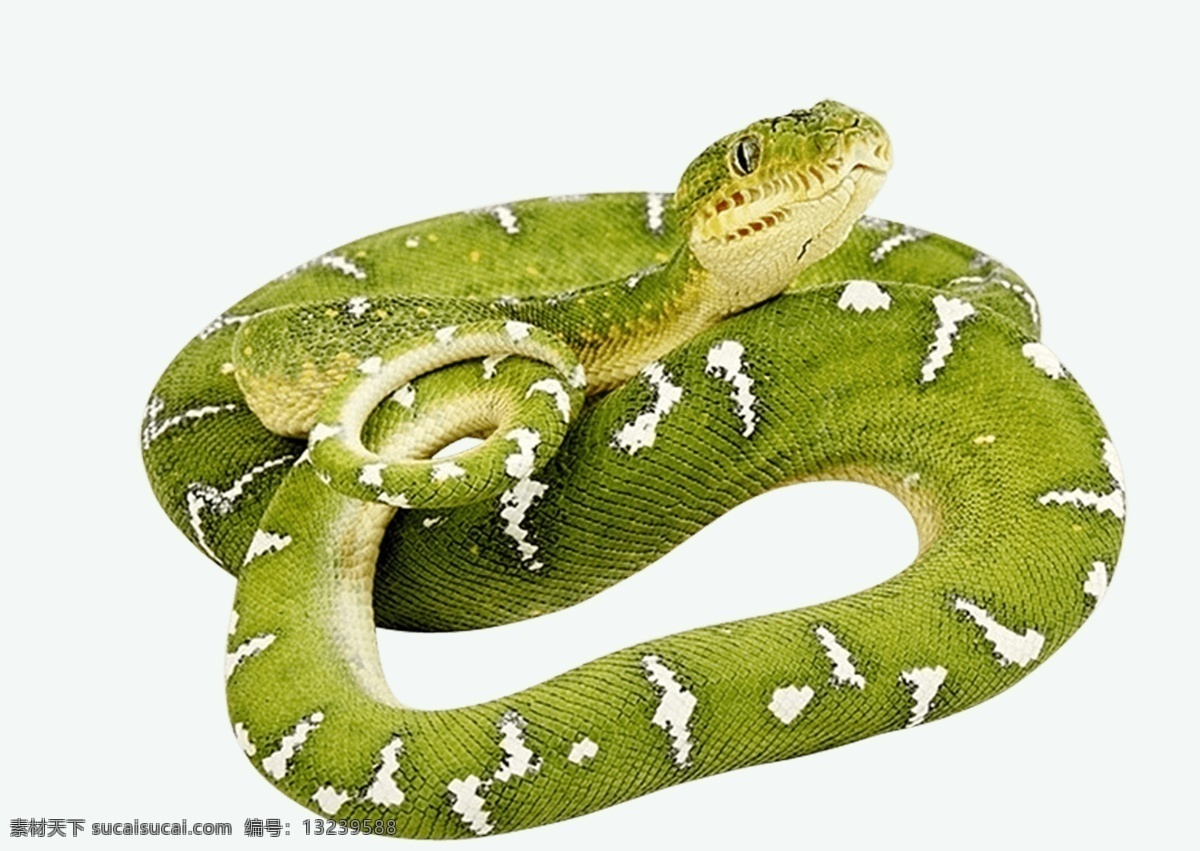 绿蛇免抠素材 绿蛇 花蛇 毒蛇 抬起 盘曲 免抠