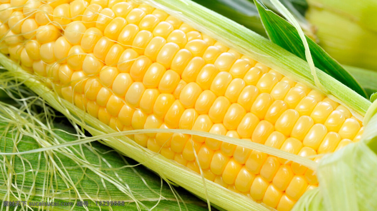 玉米棒子 玉米 苞米 包谷 粮食 农产品 农作物 美食摄影 餐饮美食 食物原料