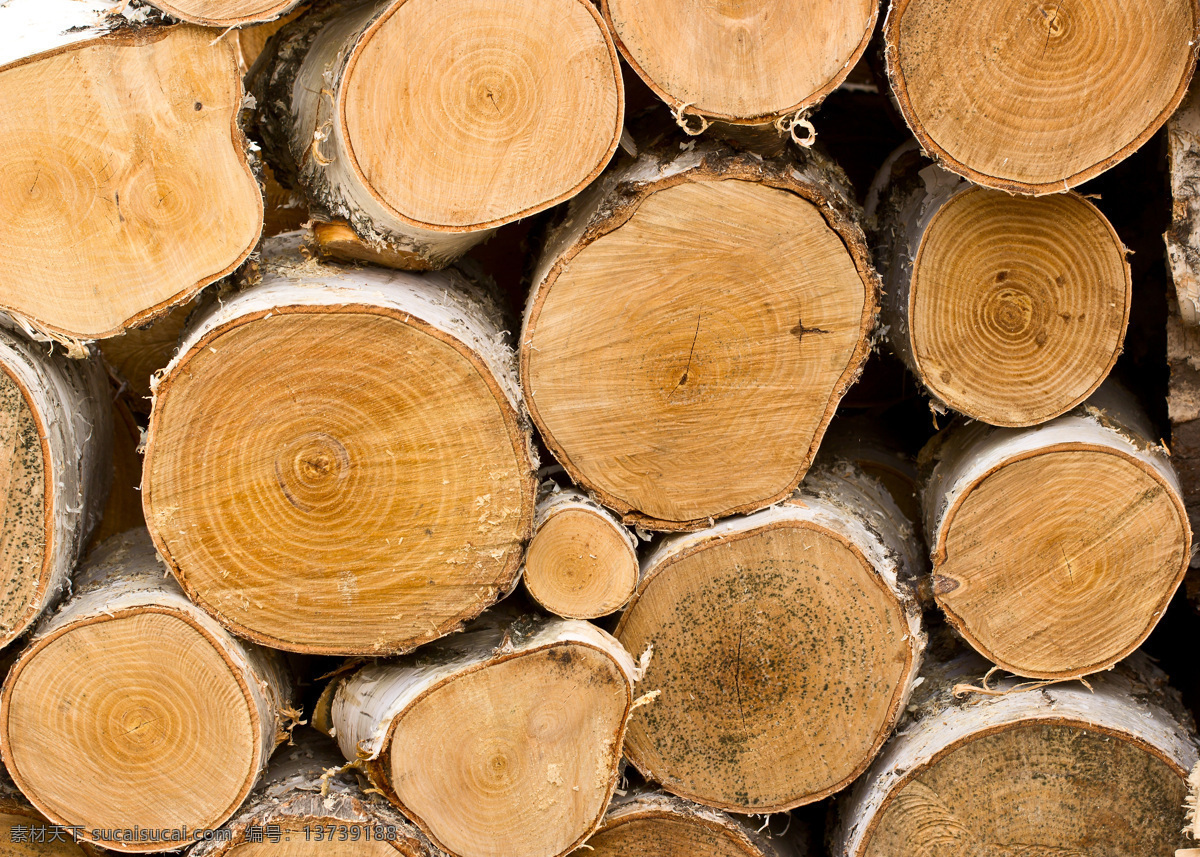 木头 切面 背景 木头切面 堆 一起 树木 木材 木头材质 木头背景 花草树木 生物世界