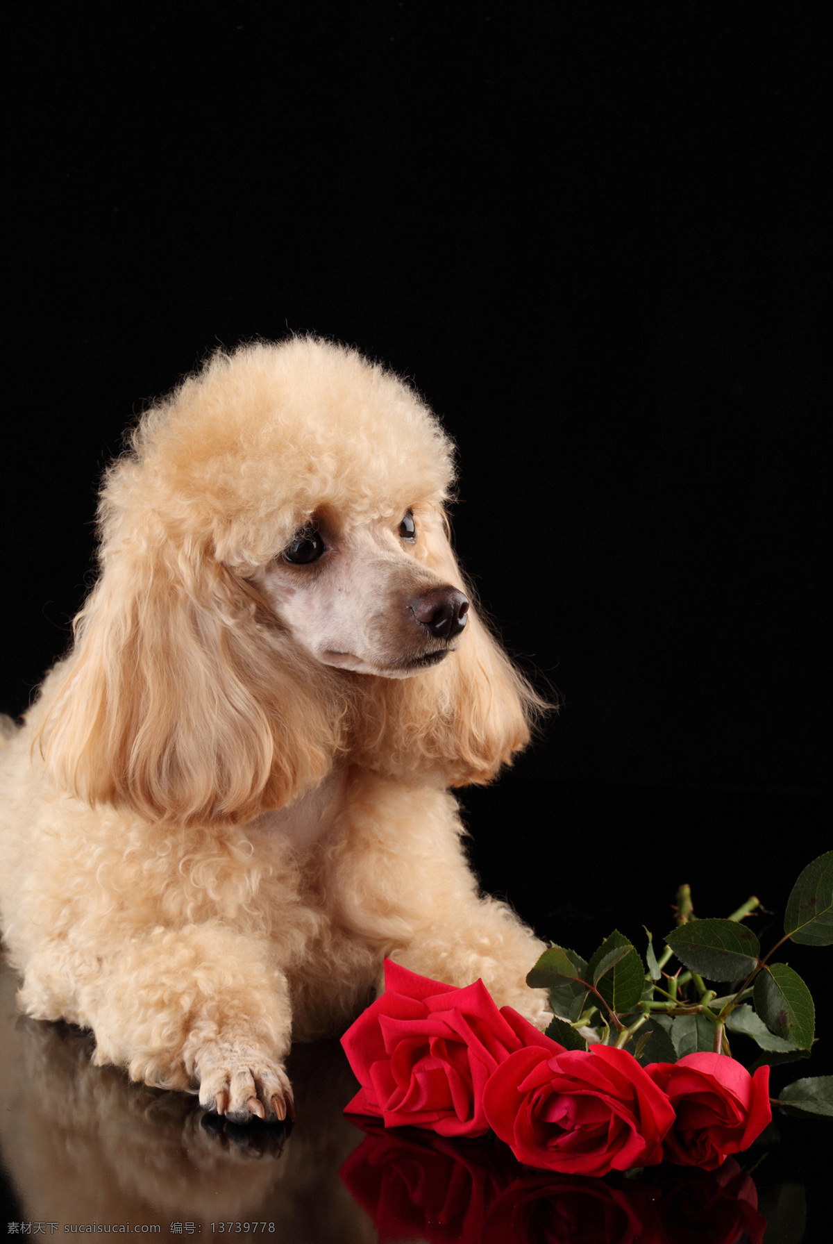 玫瑰花 可爱 小狗 狗狗 可爱的狗 宠物 动物 动物世界 陆地动物 动物摄影 狗狗图片 生物世界