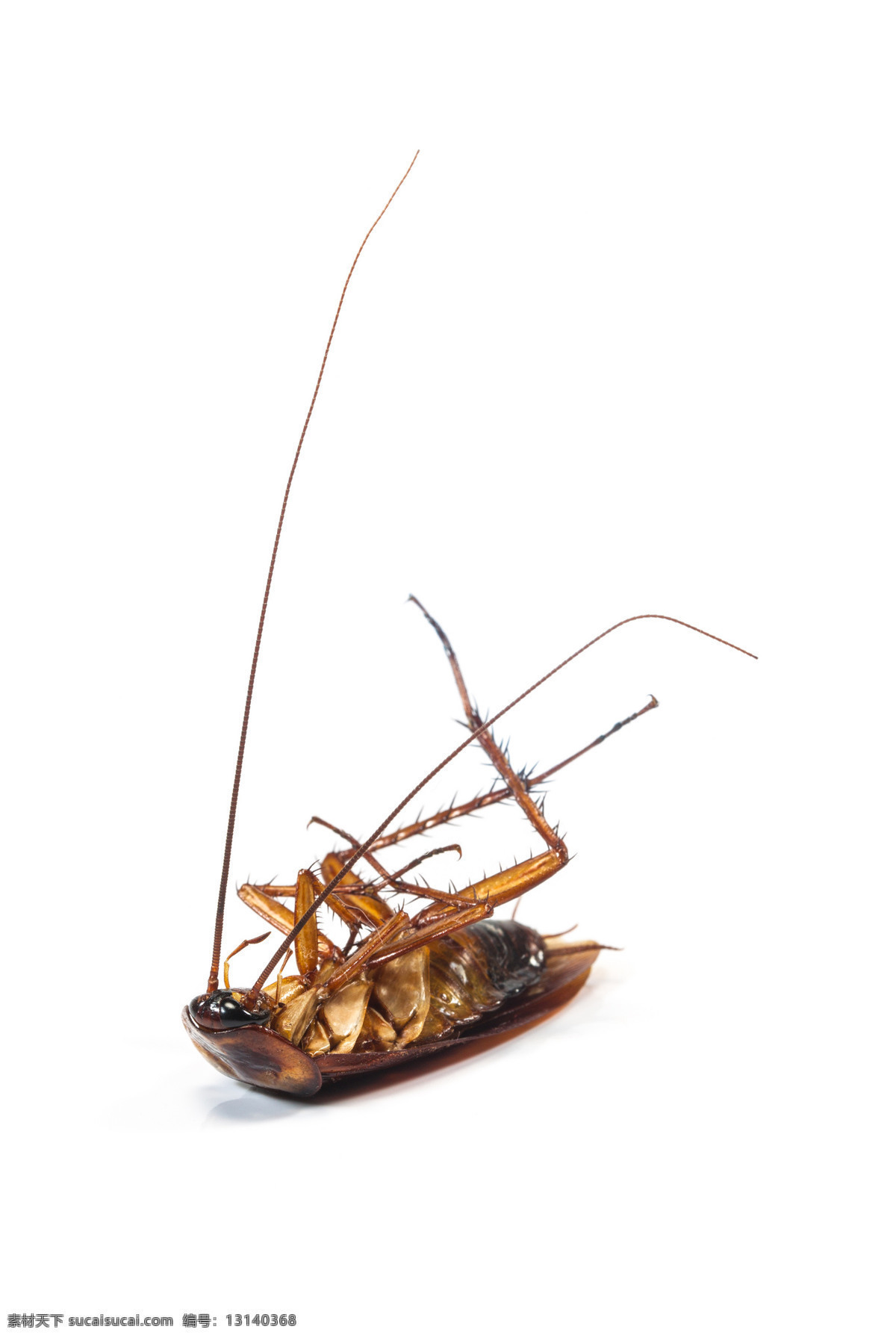 蟑螂 昆虫 生物世界 害虫 小强