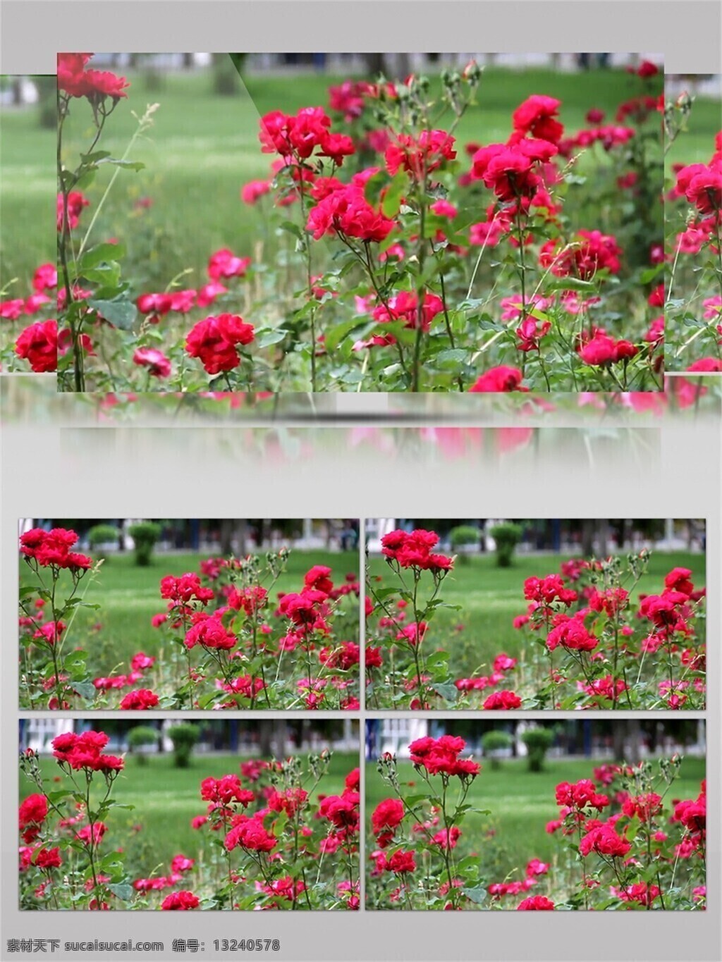 花 万 片 丹霞 视频 音效 视频素材 绿色 红色 鲜花 叶子 视频音效 盛开 花园