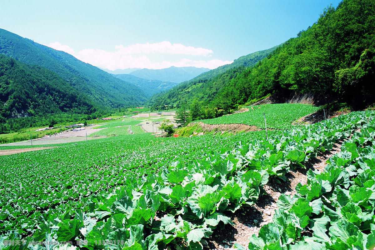 包 菜地 绿色蔬菜 绿色植物 摄影图 生物世界 蔬菜 田园风光 庄稼 包菜地 大棚蔬菜 青菜地 菜园蔬菜 风景 生活 旅游餐饮