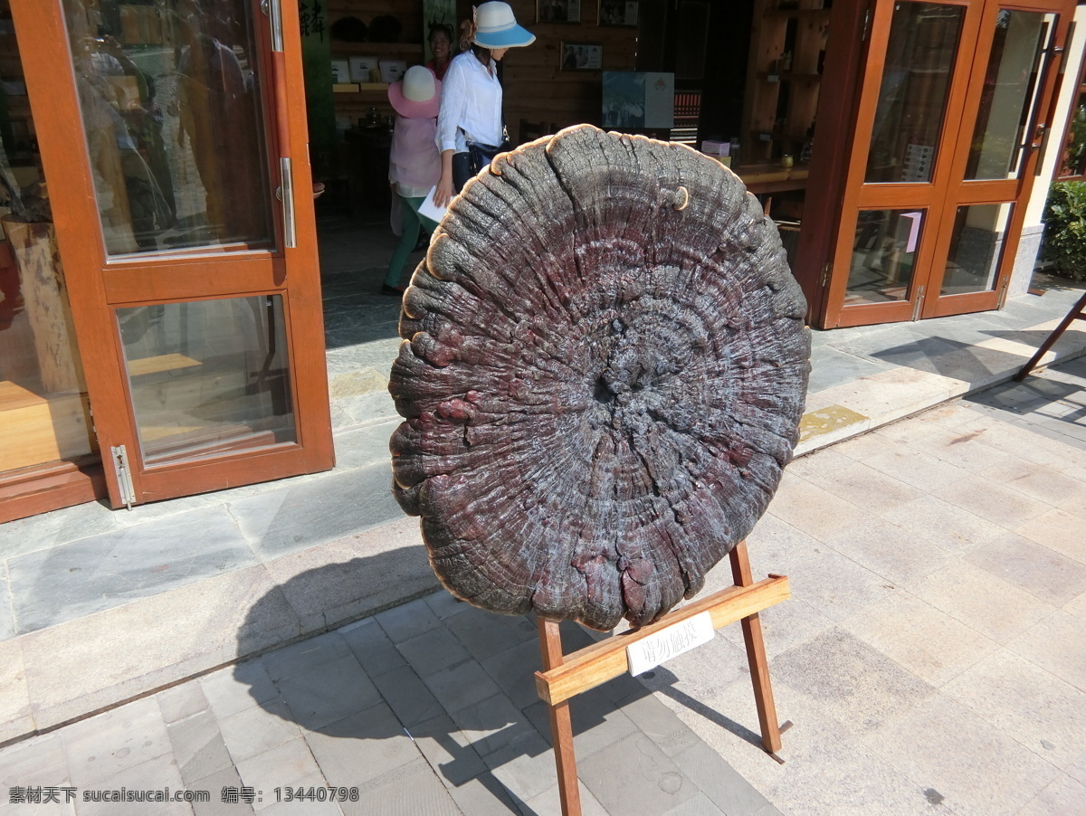 千年灵芝王 名贵药材 中草药 灵芝 灵芝王 珍贵中药 旅游摄影 国内旅游