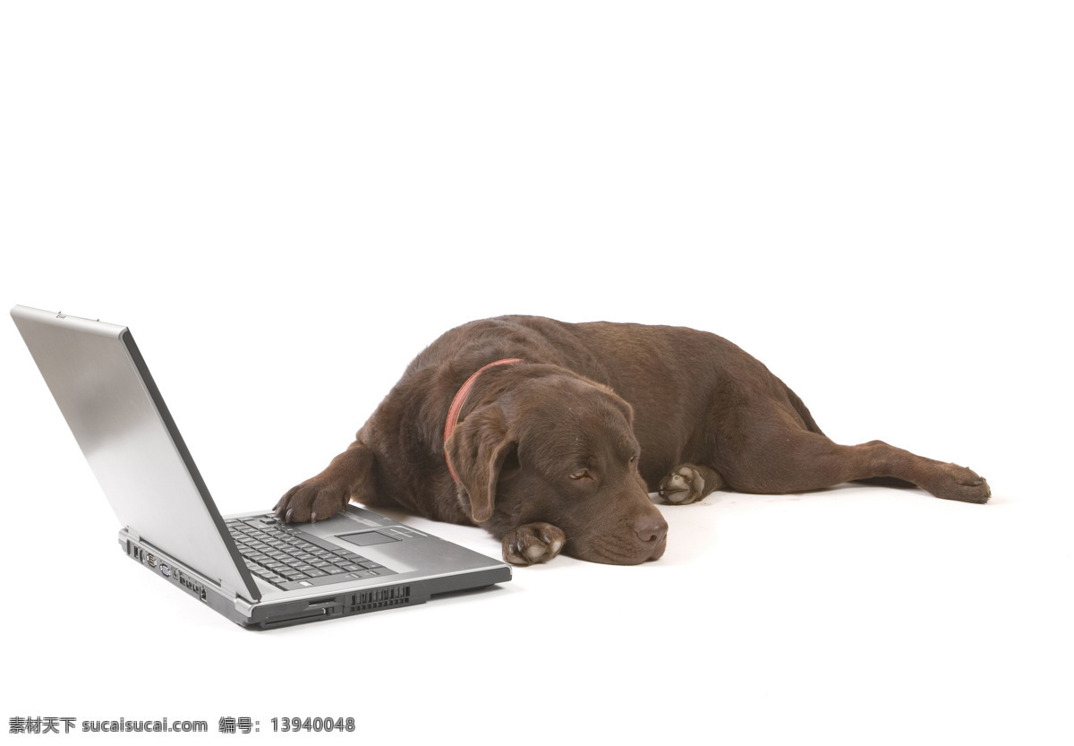 小狗 笔记本 笔记本电脑 宠物狗 狗狗图片 生物世界