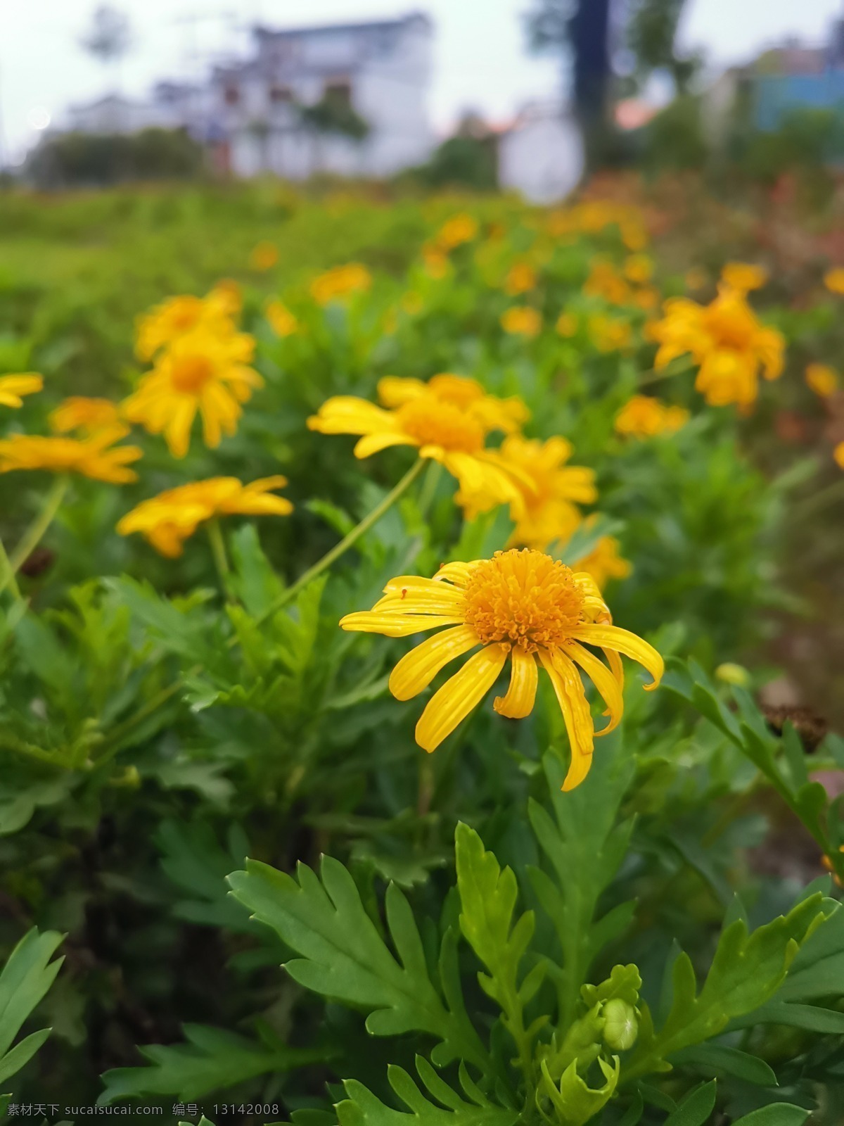 茼蒿花 茼蒿菊花 黄花 茼蒿菜 苦菊 新鲜茼蒿 绿色茼蒿 茼蒿海报 食材海报 调味料海报 餐饮挂画 有机茼蒿 茼蒿包装 茼蒿辣椒 香辣 胡椒 花椒 五谷杂粮 辣白菜 尖椒 朝天椒 调料 调味品 干货店 蔬菜 緑色食品 花卉 自然景观 生物世界 花草