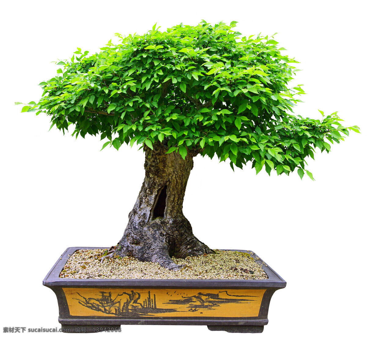 盆 美丽 盆栽 嫩绿 叶子 绿叶 树木 盆景 植物盆栽 植物 花草树木 生物世界