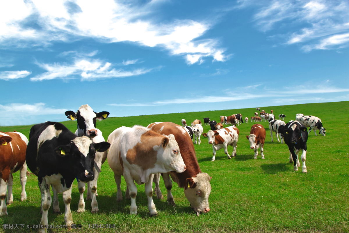 草地上的奶牛 蓝天 白云 草地 奶牛 黑白奶牛 花奶牛