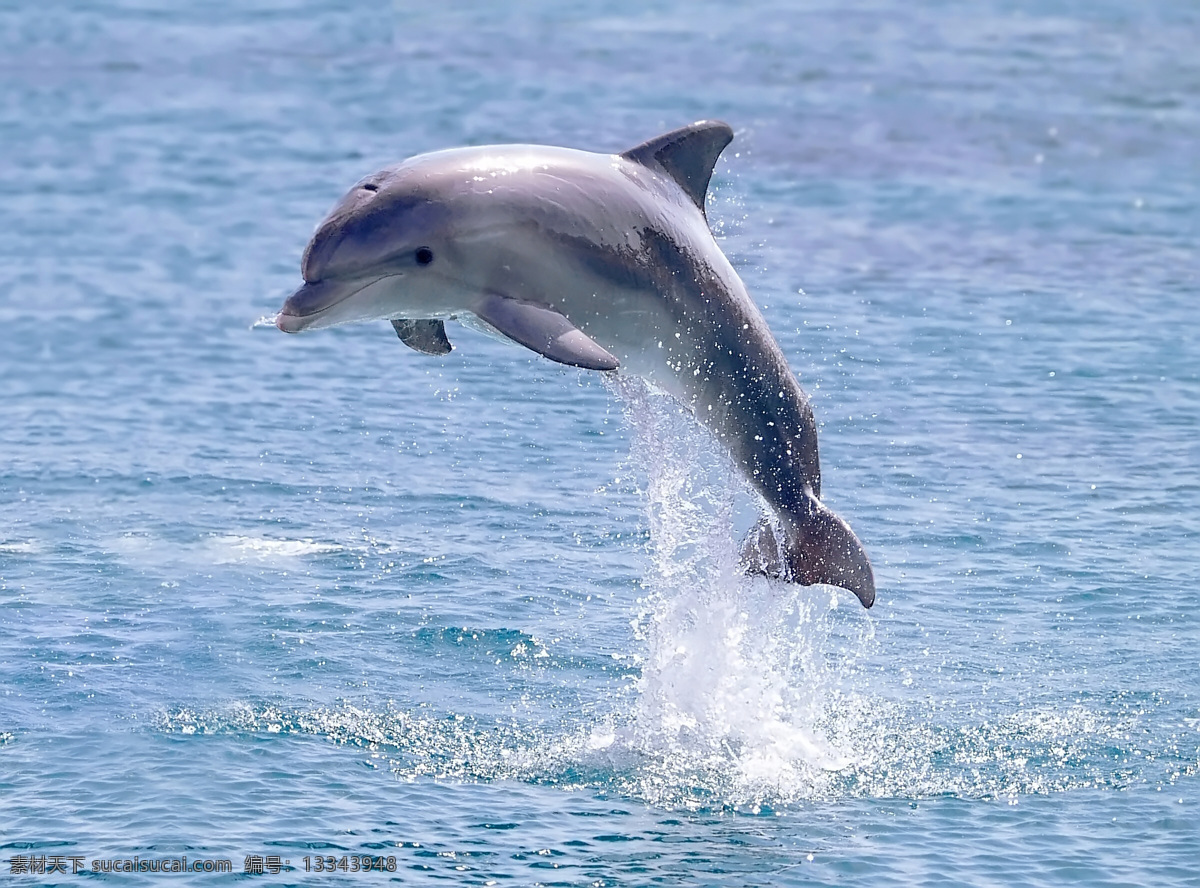 高清 海豚 大海 海洋 飞跃的海豚 生物世界