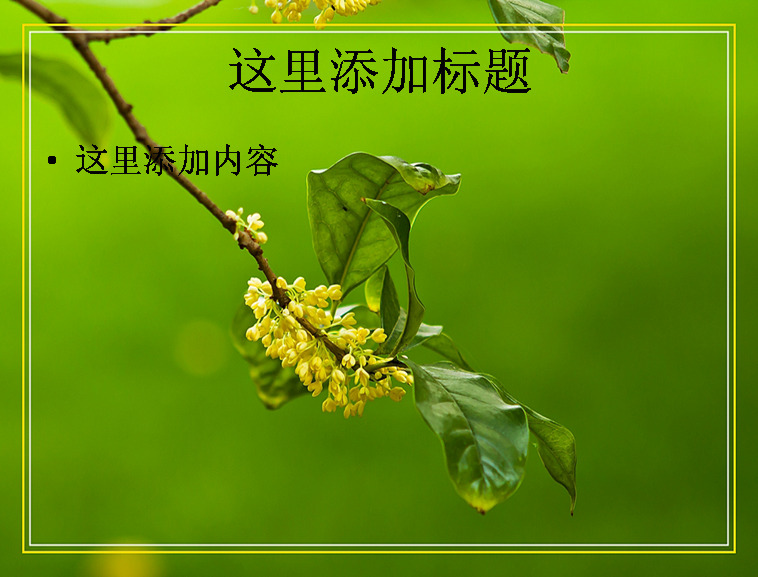 八月 金桂 高清 封面 黄色 自然风景 模板