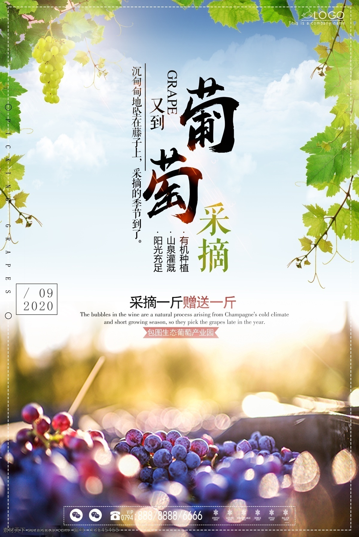巨峰葡萄 葡萄海报 葡萄上市 葡萄采摘节 葡萄采摘 葡萄园 水果葡萄 摘葡萄 葡萄庄园 葡萄红酒 葡萄节开幕 有机葡萄 葡萄批发 葡萄节 葡萄农业 生态葡萄 吐鲁番葡萄 进口葡萄 葡萄采摘文化 葡萄采摘活动 葡萄水果店 葡萄熟了 葡萄树 葡萄提子 葡萄红提 葡萄黑提 葡萄广告 水果 花卉 蔬菜 粮油 dm宣传单