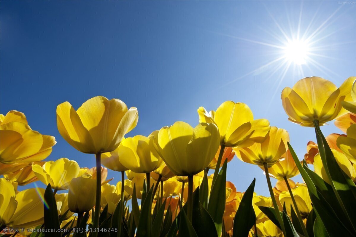 黄色郁金香 天空 干净 花园 唯美 生物世界 花草