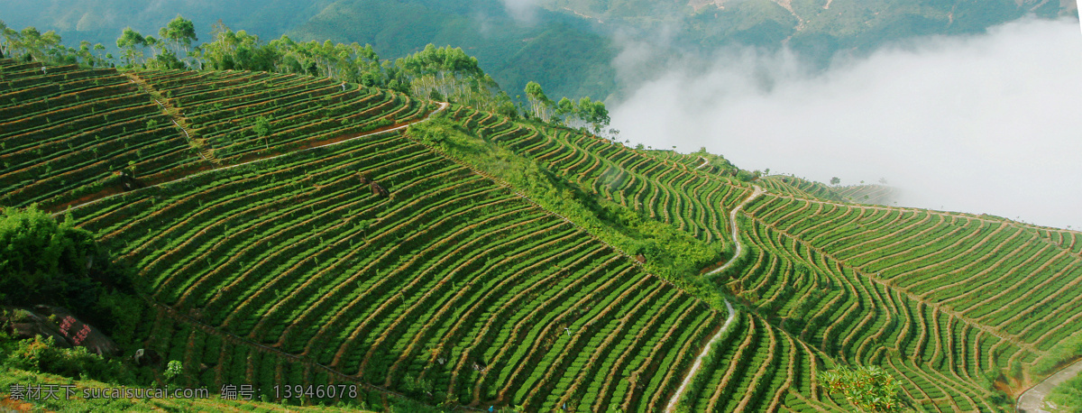 层层茶山 云雾茶山 风景 茶园 唯美 自然景观 自然风景