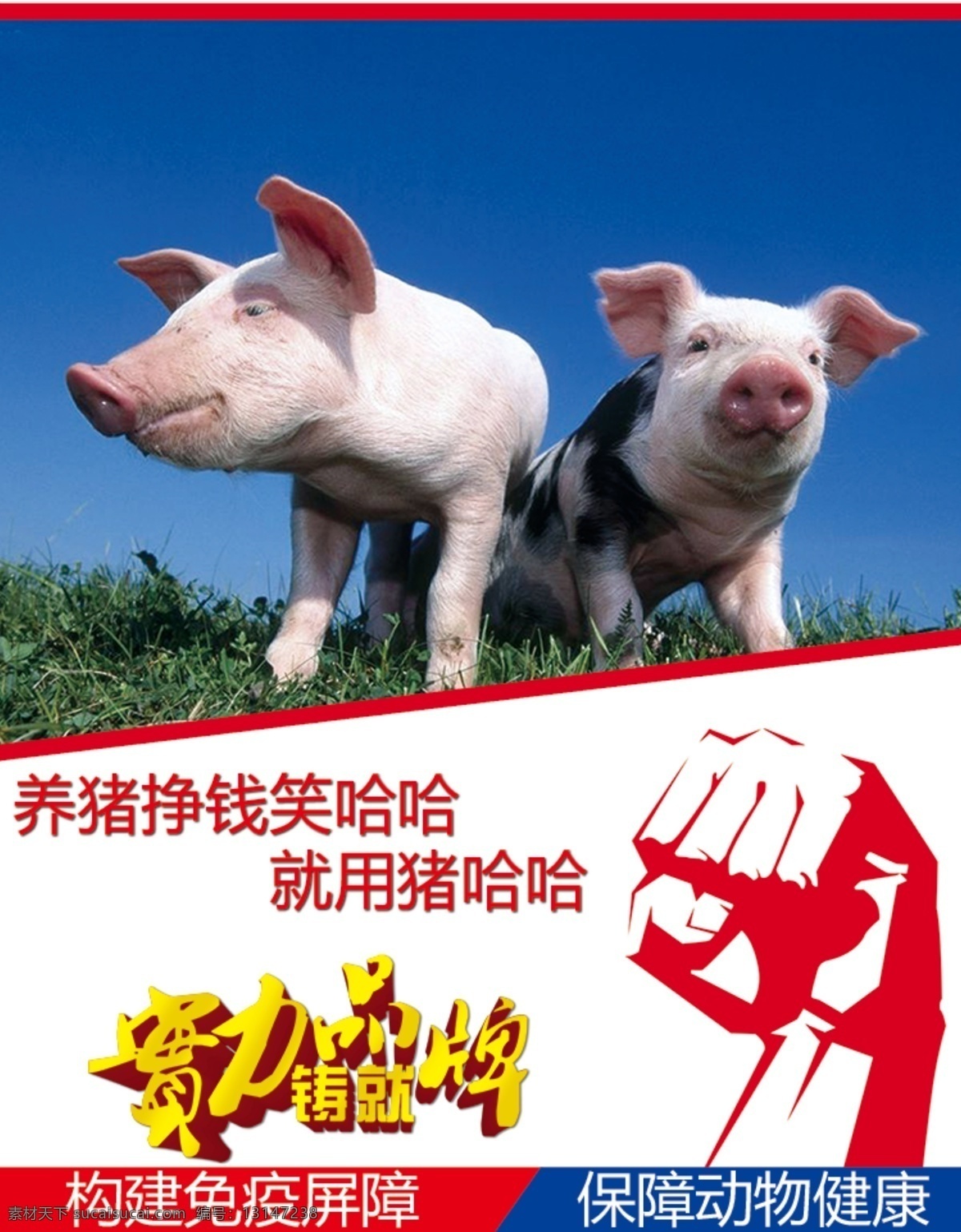 猪饲料海报 养猪 挣钱 动物 健康 笑哈哈 白色