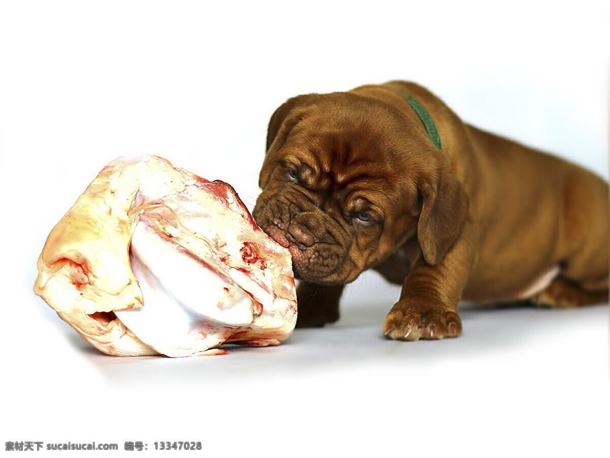 宠物狗 狗狗照片 漂亮狗狗 金毛狗 贵宾犬 金毛狮王 黑狗 大狗 狗狗卧倒 生物世界 家禽家畜 狗狗 高清图片 高清动物 高清小狗 开心的狗狗 狗 萨摩耶 白色小狗图片 小狗素材图 狗狗写真 小狗狗 可爱的狗狗 可爱的小狗狗 狗狗写真集 可爱猫狗 宠物小狗 犬类 中型犬 原创共享