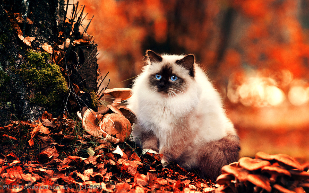 可爱猫咪 动物 照片 萌系 可爱 猫咪 秋天 落叶 生物世界 家禽家畜