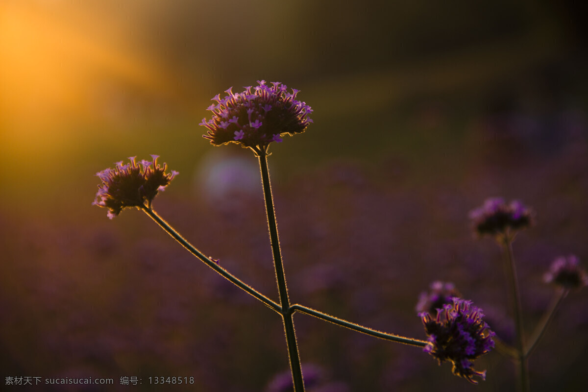 夕阳 马鞭草 花卉 阳光 静谧 自然景观 自然风景