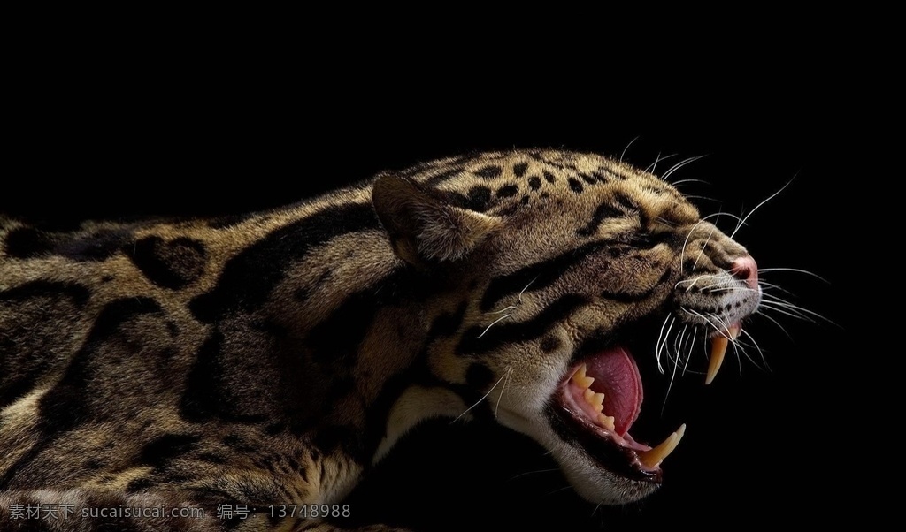 吼叫的猎豹 吼叫 猎豹 野生 动物 猫科 桌面 背景 摄影专辑 生物世界 野生动物