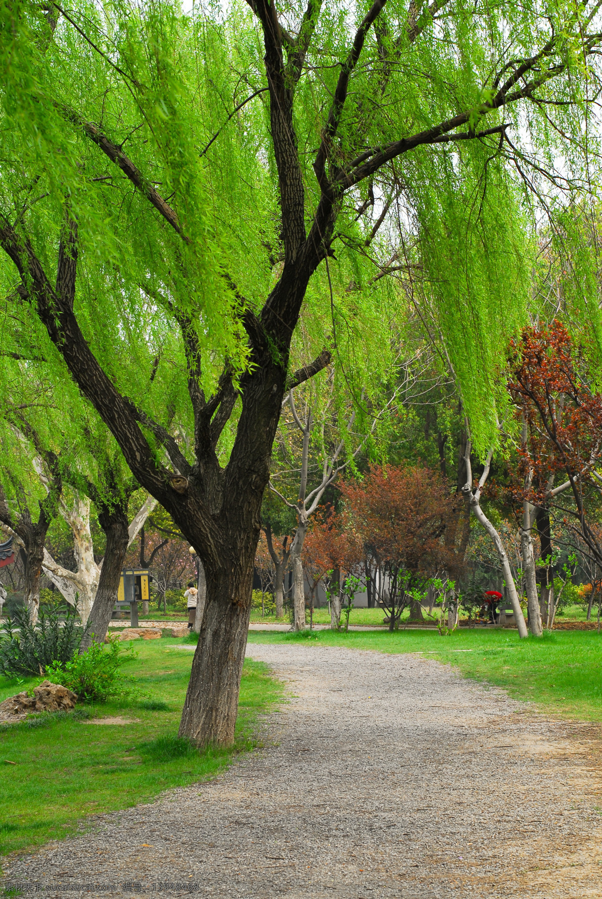 公园 一角 垂柳 柳树 春天 绿色 石头路 城市 风景 城市风光 公园一角 树 大树 建筑园林
