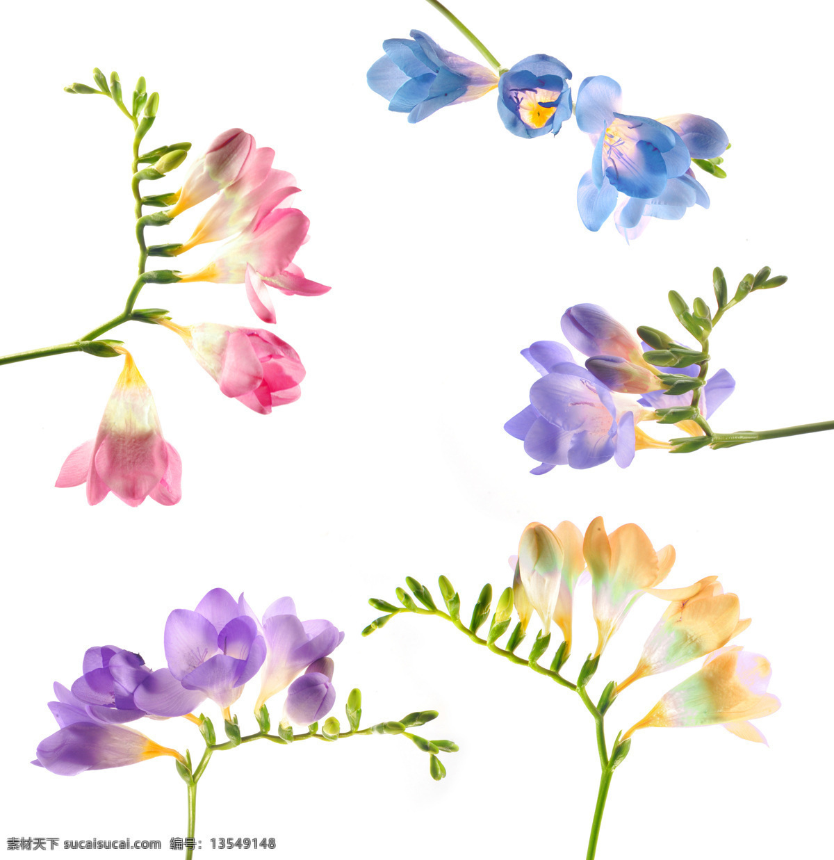 紫色 小花 美丽鲜花 花卉 花朵 鲜花摄影 花草树木 生物世界