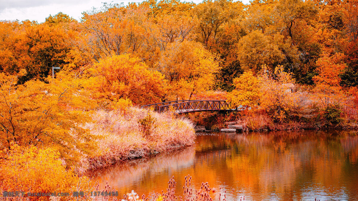 秋季金黄景色 秋季 金黄 山水 金色叶子 自然景观 山水风景