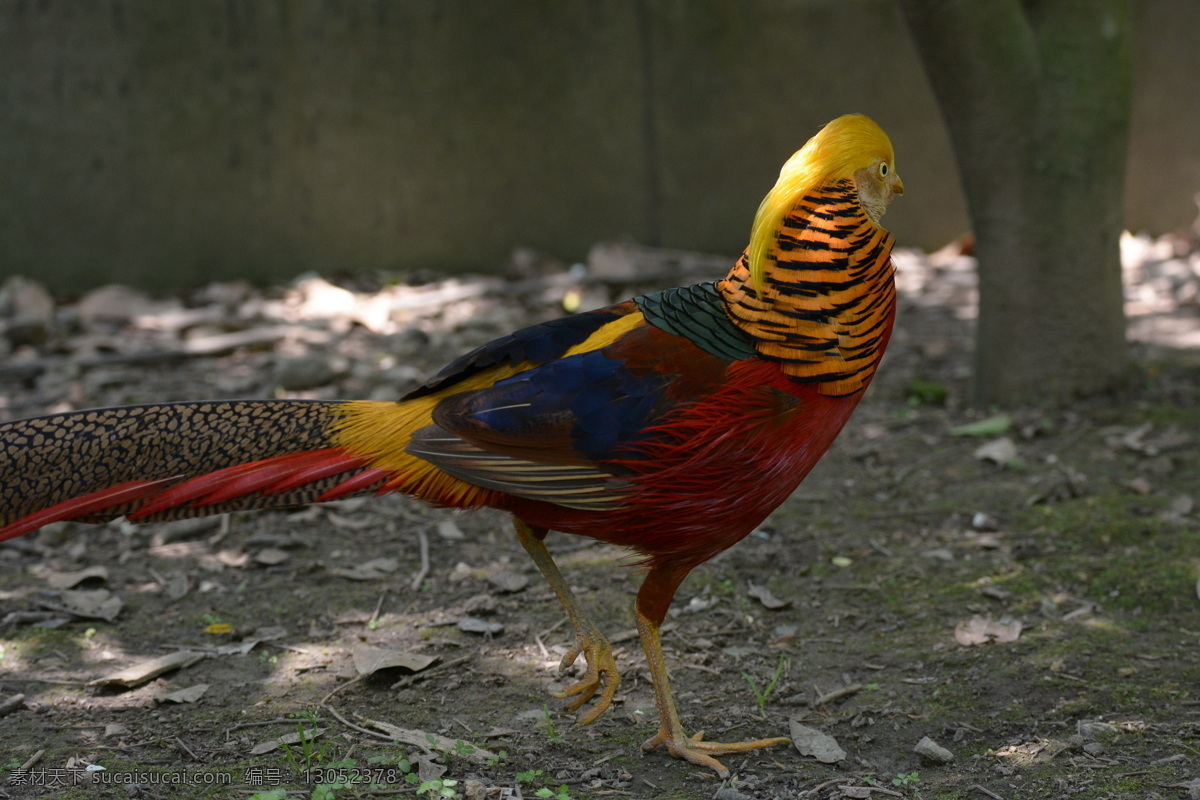 野鸡 上海市 野生动物园 观赏 旅游景点摄影 鸡类 生物世界 野生动物