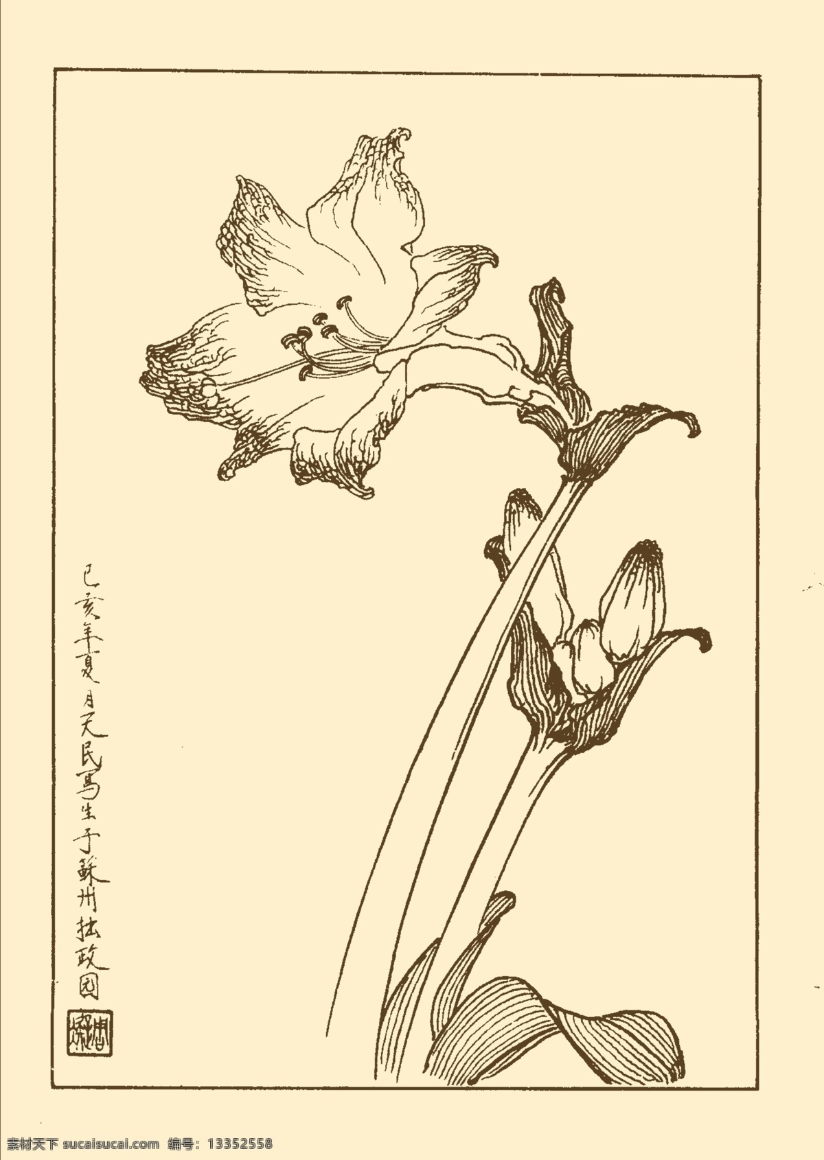 红百合 白描 花卉 花草 植物 国画 中国画 线画 线稿 花卉白描 分层 源文件