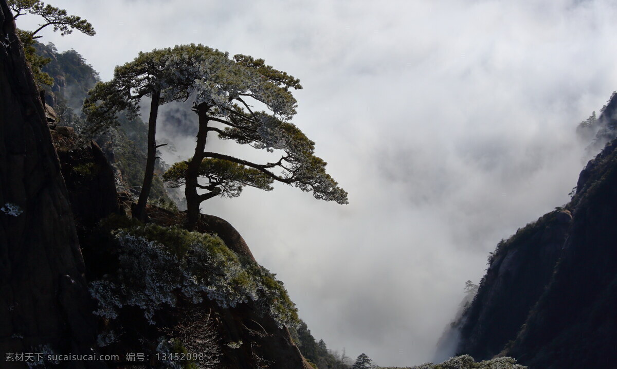 安徽 黄山 奇 松 风景