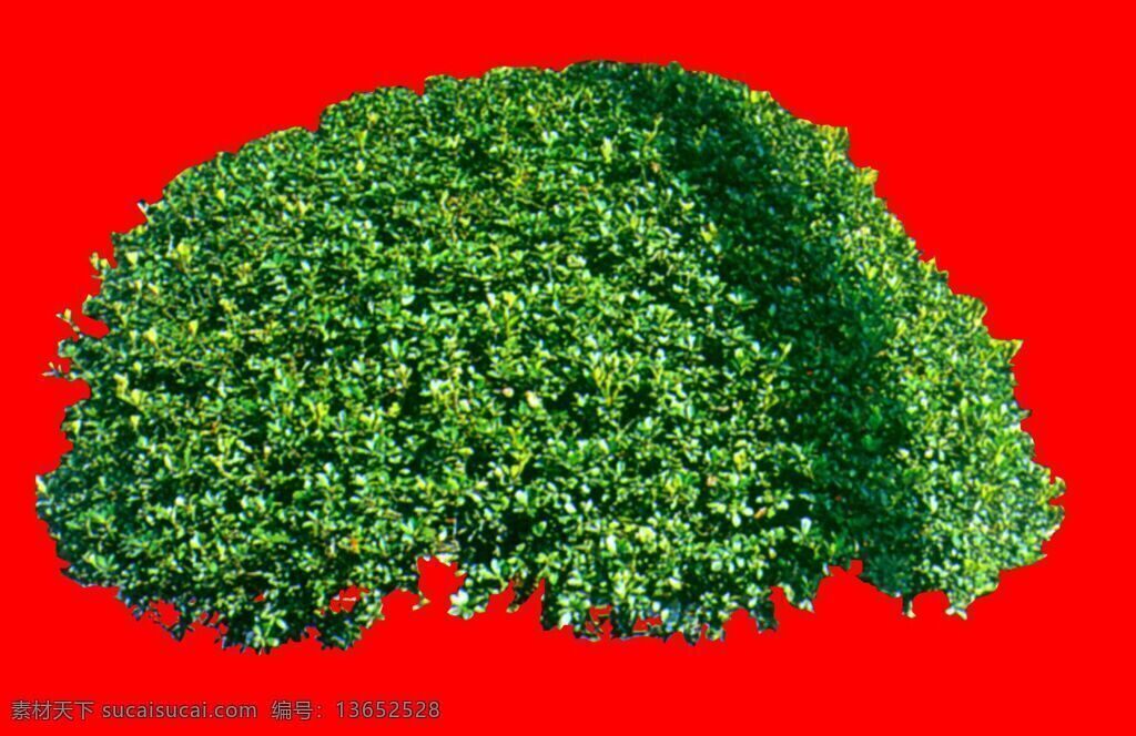 灌木 植物 贴图素材 建筑装饰 1958 设计素材 红色