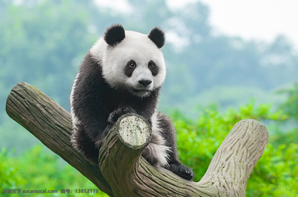 熊猫 大熊猫 保护动物 一级保护动物 濒危动物 玩耍 国宝 可爱 脯乳动物 野生动物 生物世界