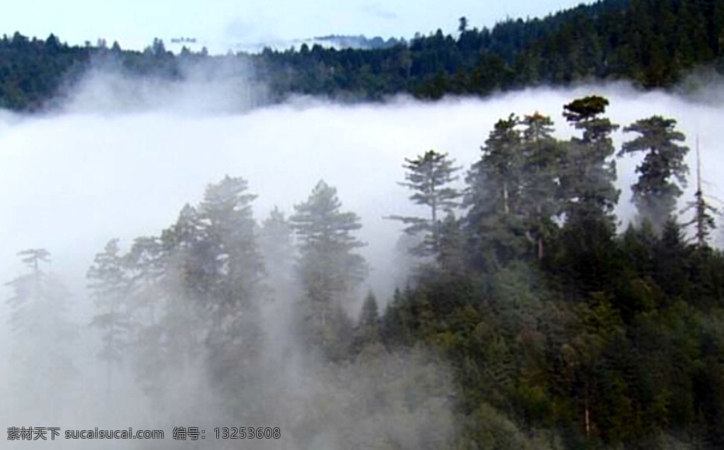 云雾森林视频 森林 森林视频 实拍视频素材 云雾森林 云雾缭绕 多媒体 实拍视频 自然风光 mov